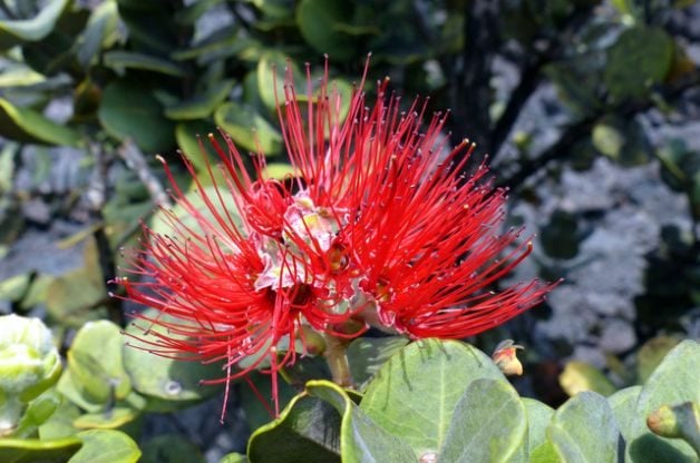 Ohia Lehua, a Legendary Plant of Hawaii