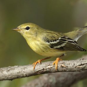 Warblers - Birds and Blooms