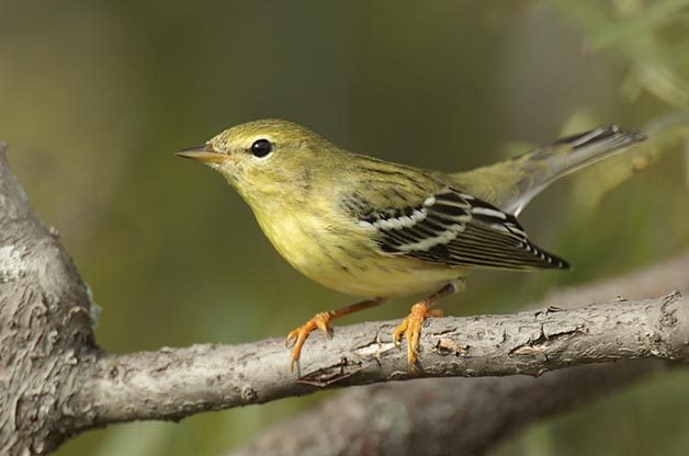 Fall ID Tips: Blackpoll Warbler vs Bay Breasted Warbler