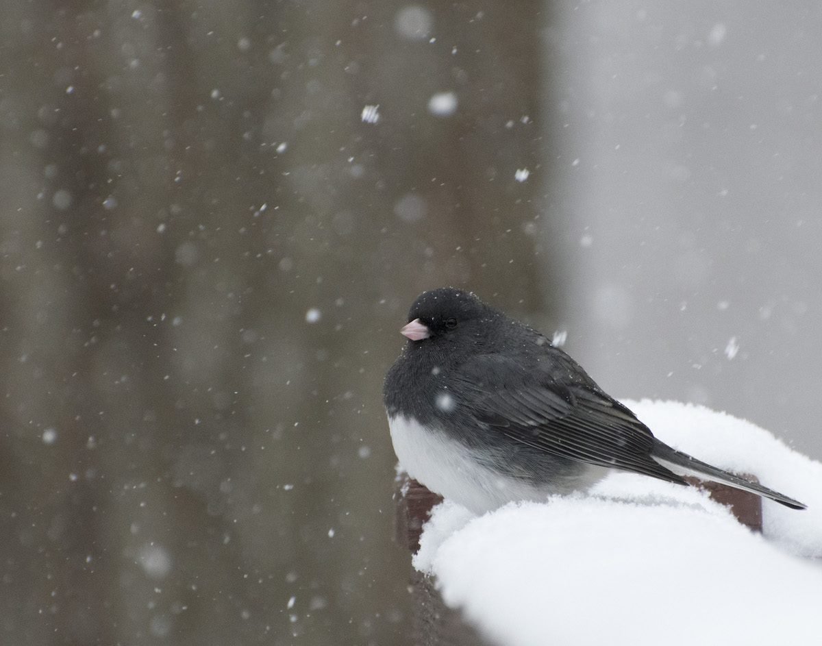 How to Identify a Dark-Eyed Junco