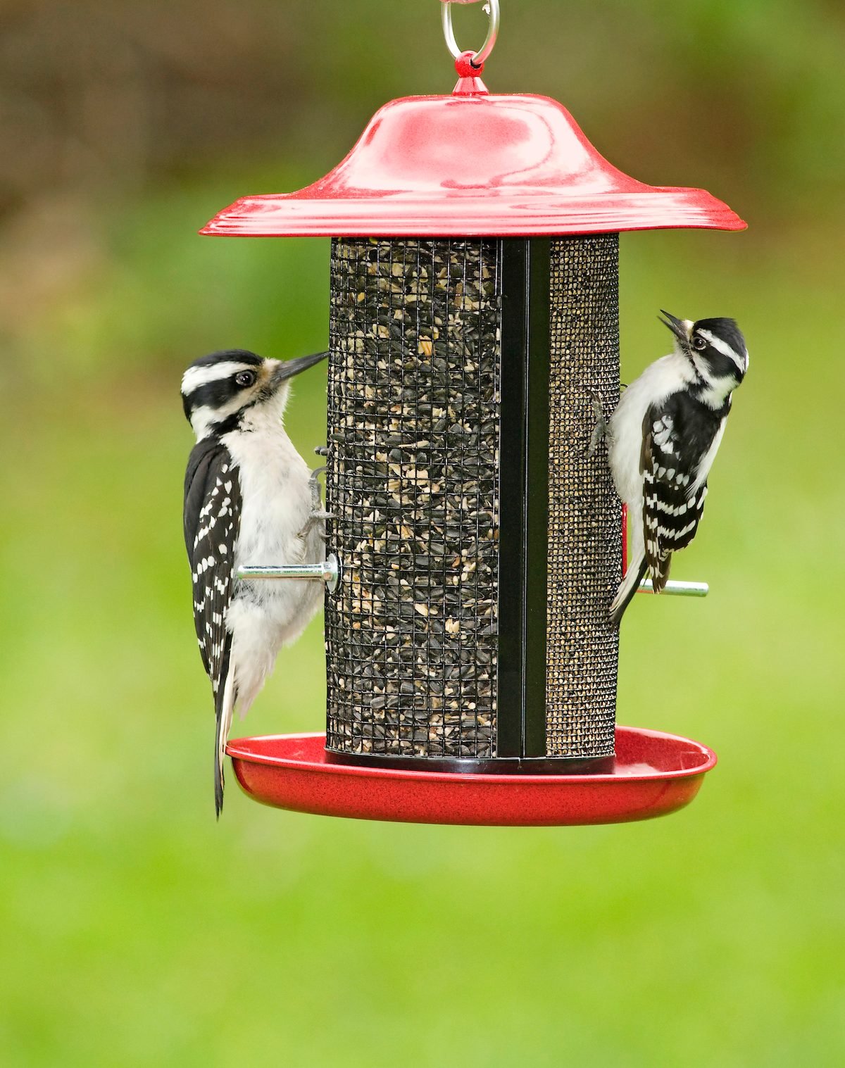 Downy vs Hairy Woodpecker: How to Tell the Difference