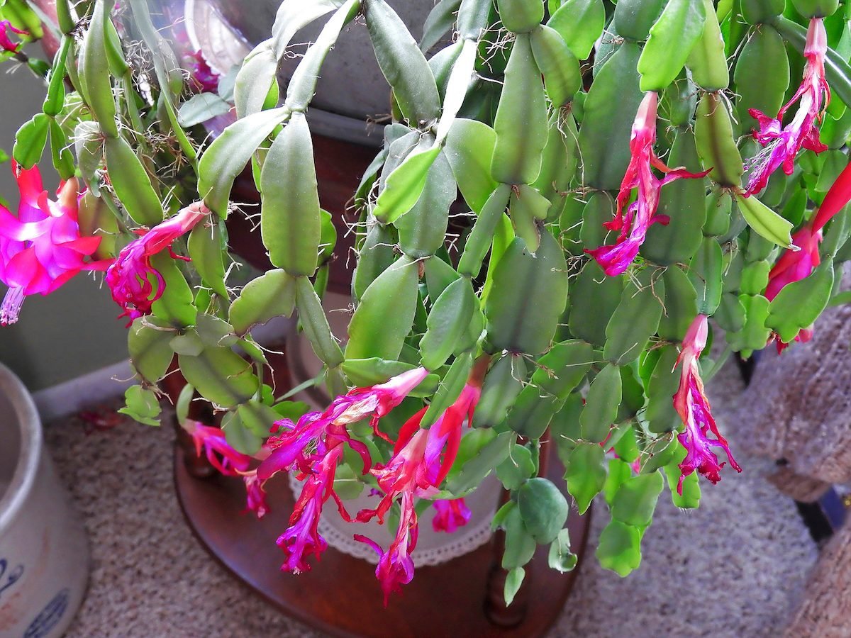 8 Fascinating Facts About Christmas Cactus