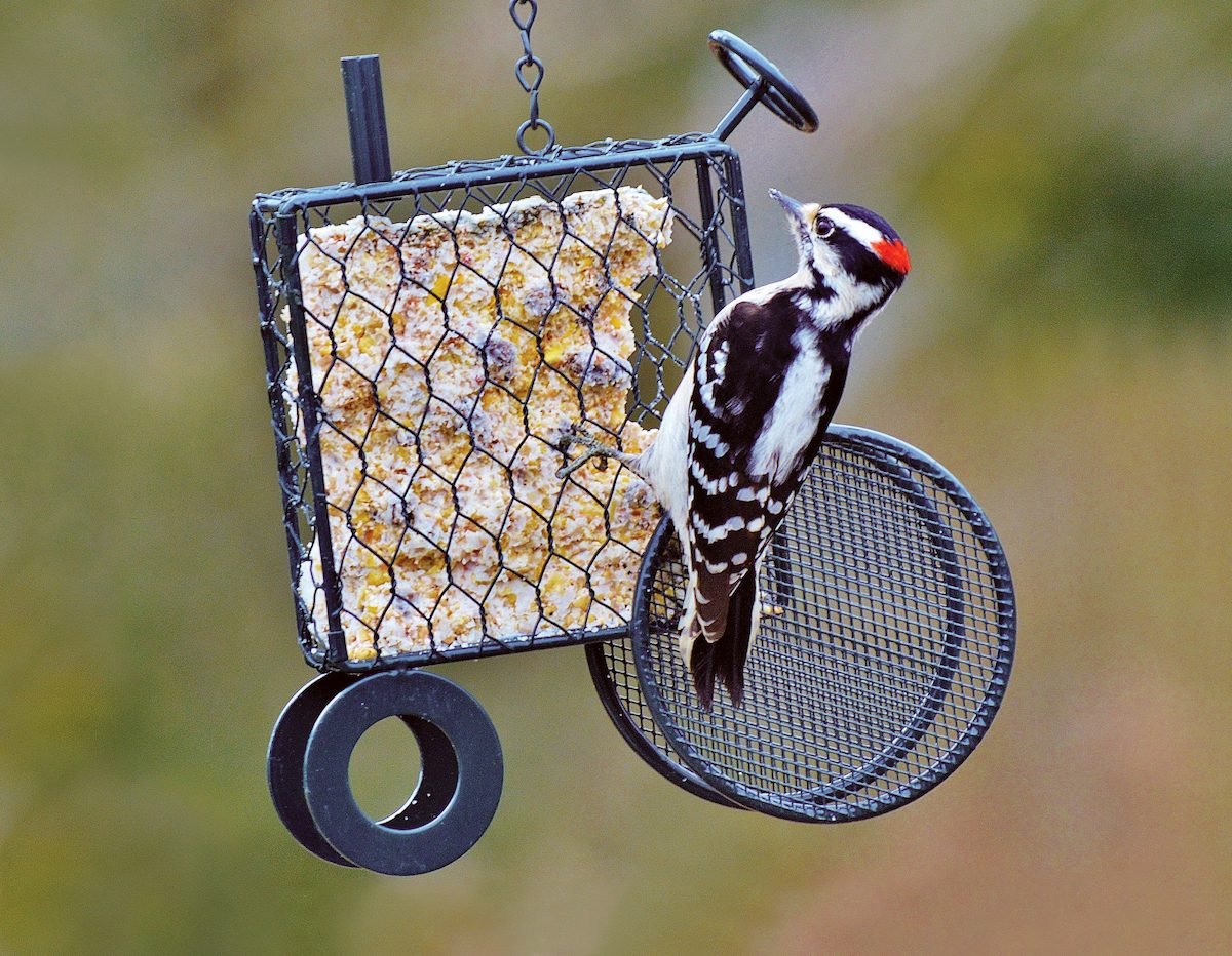 What Do Woodpeckers Eat? The Best Woodpecker Food