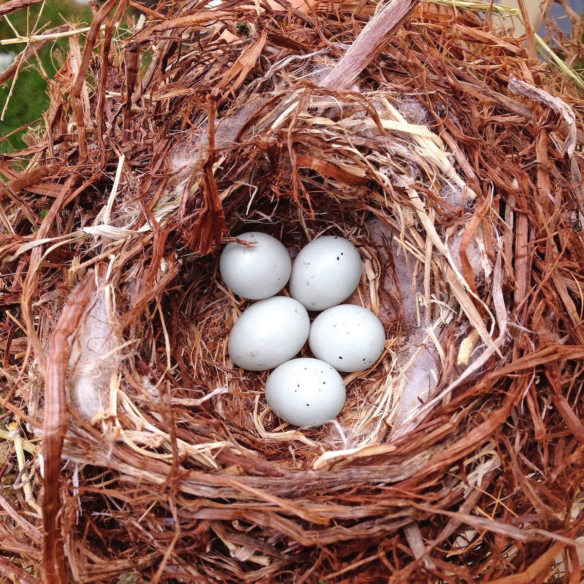 rhea bird eggs