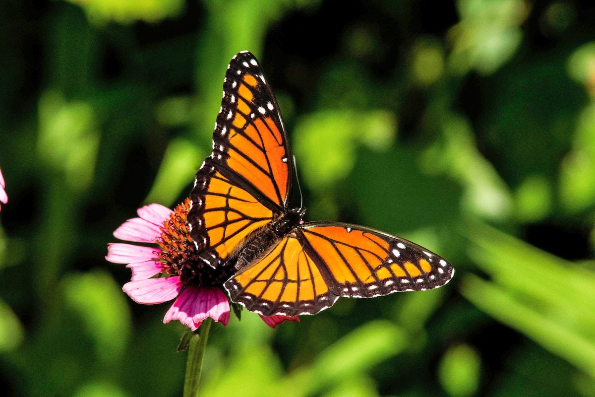 Meet Garden Royalty: The Viceroy Butterfly