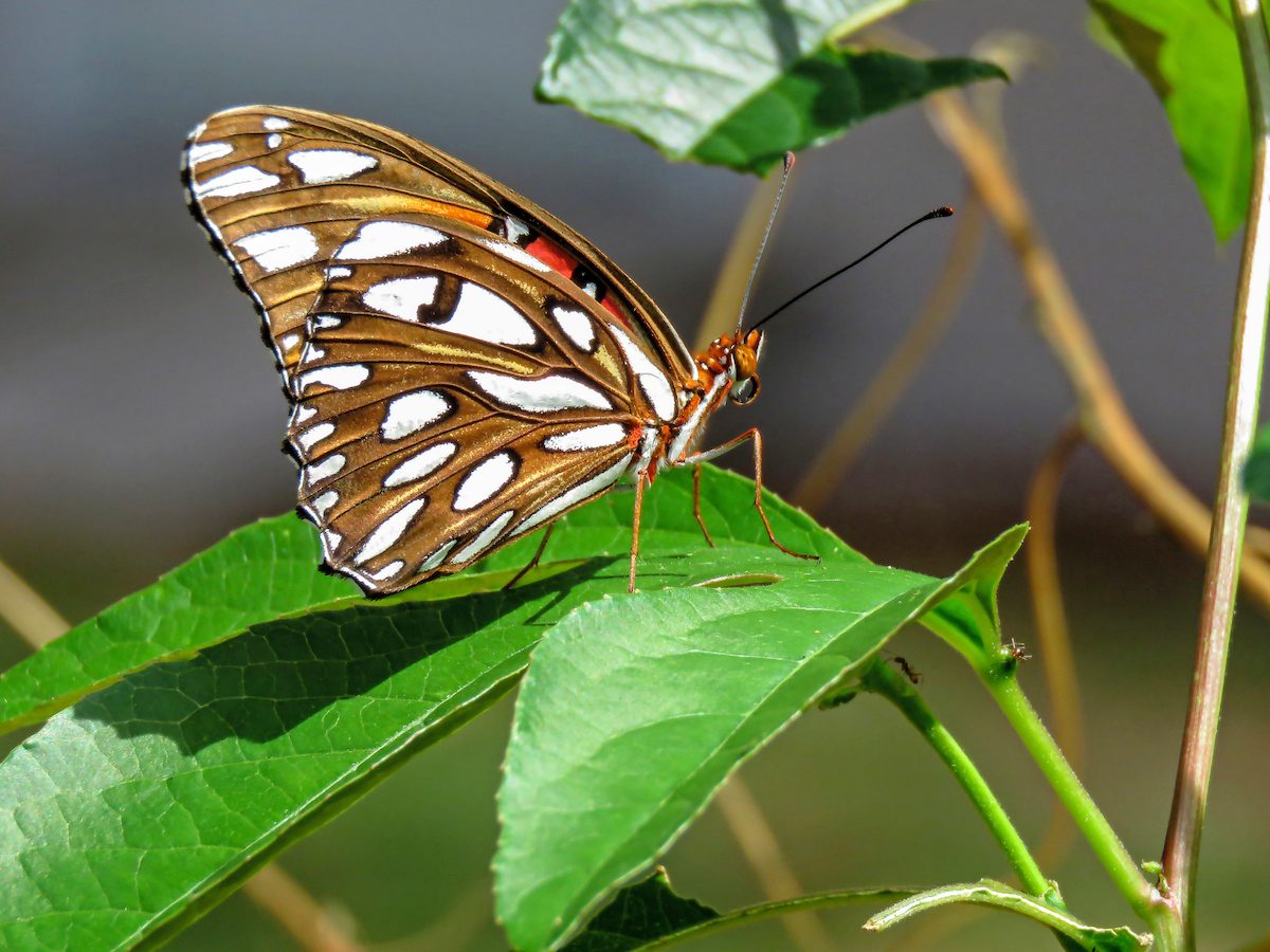 What Gardeners Should Know About the Cabbage White Butterfly