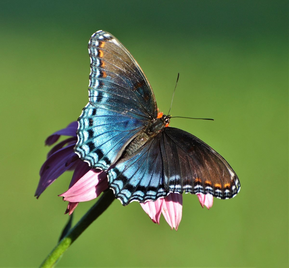 Butterfly Identification: A Helpful Cheat Sheet