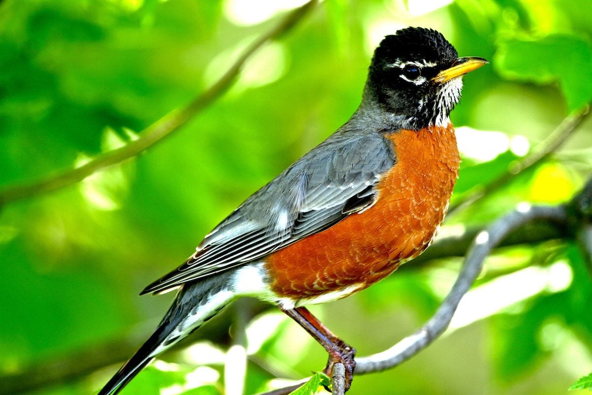 birds that look like robins