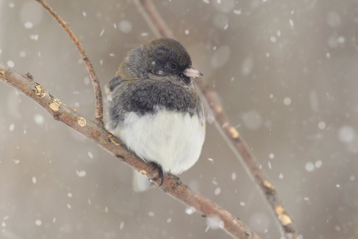 Meet the Snowbirds: 8 Cool Facts About Junco Birds