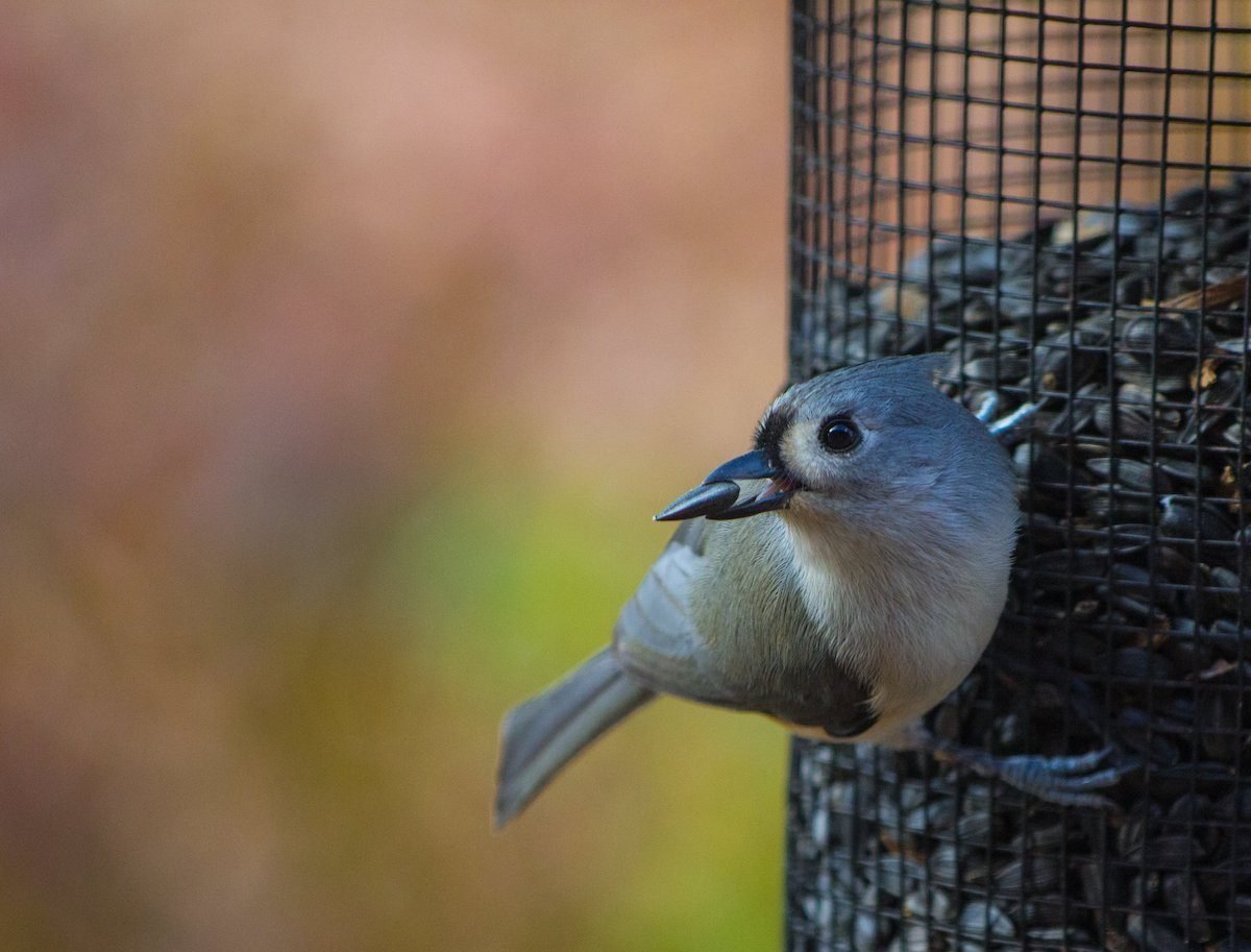 How to Choose Sunflower Seeds for Birds