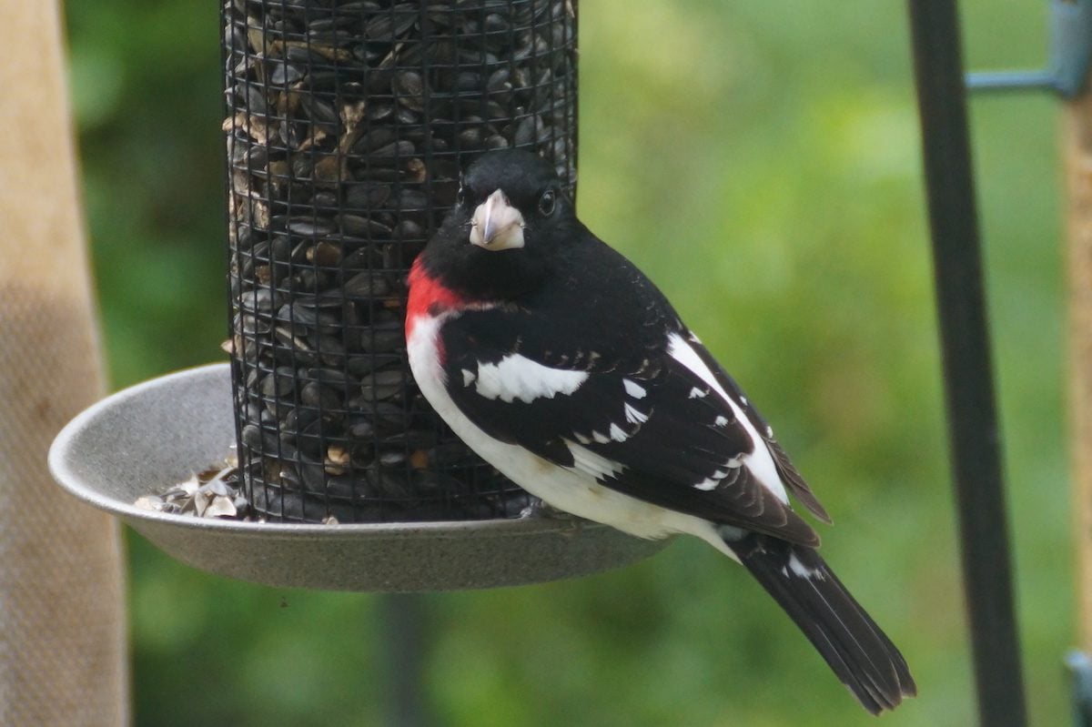 3 Types of Seeds and Feeders Birds Love Best