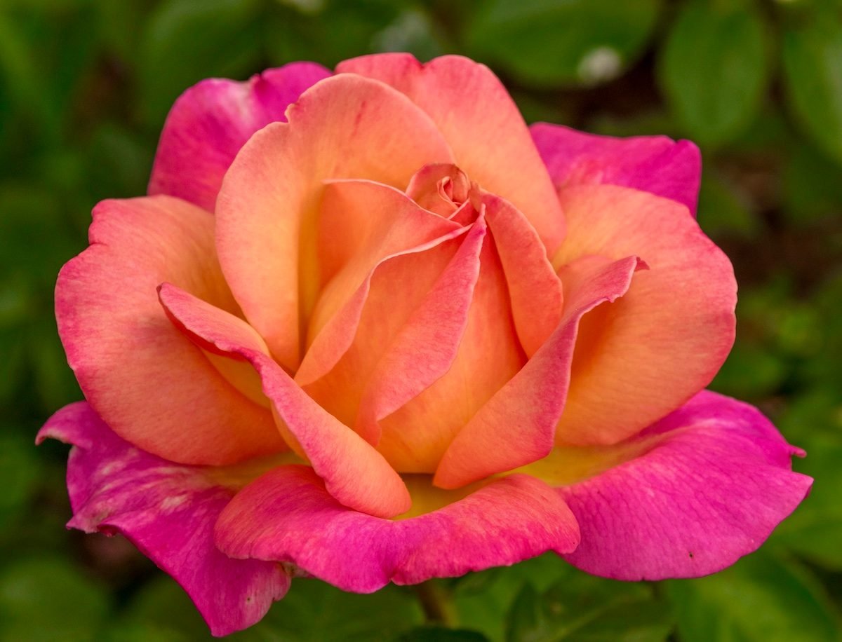 orange pink roses
