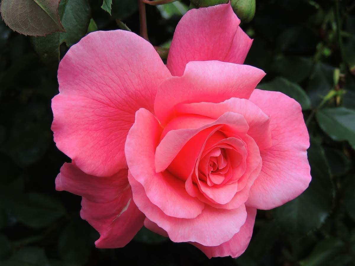 How to Grow Roses: What You Need to Know