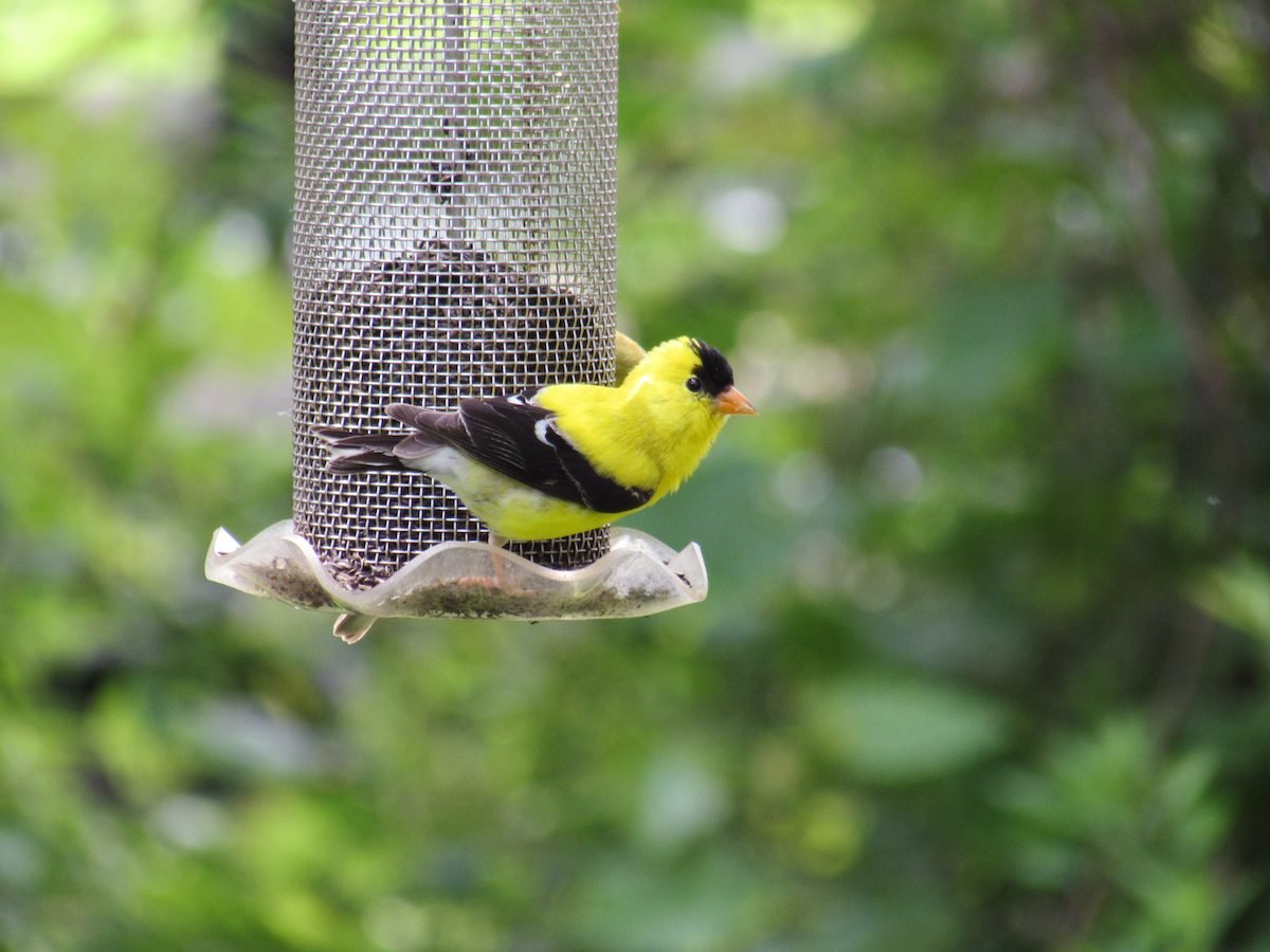 How to Attract More Goldfinches to Your Backyard