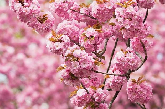 Top 6 Trees with Pink and White Flowers in Spring