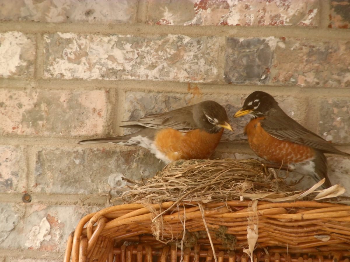 Get Ready for Baby Birds: Tips for Bird Nesting Season