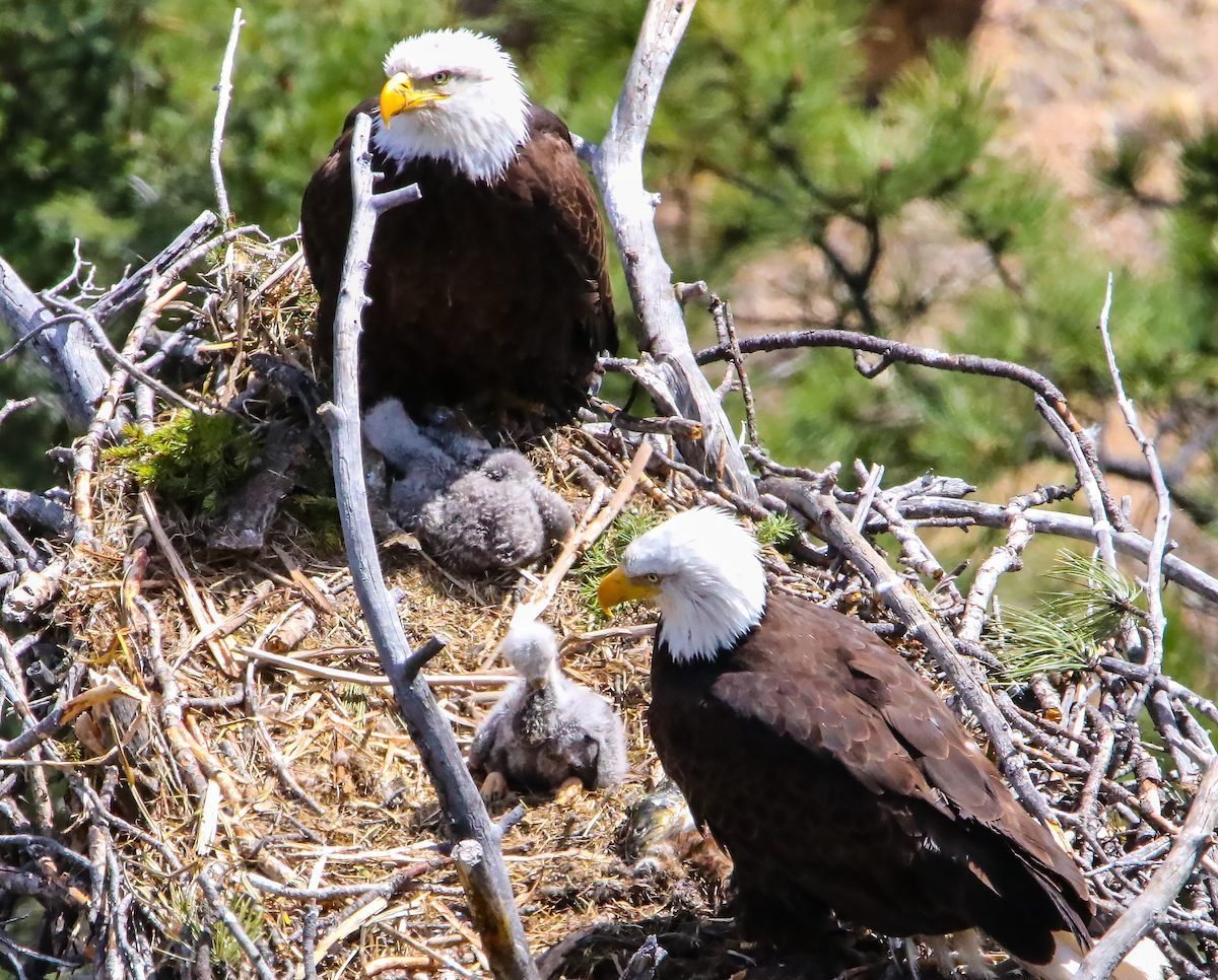 7 Interesting Bald Eagle Facts - Birds and Blooms