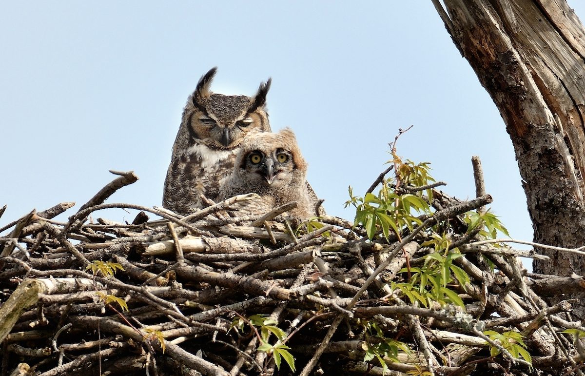 9 Different Types of Bird Nests and How to Spot Them Birds and Blooms