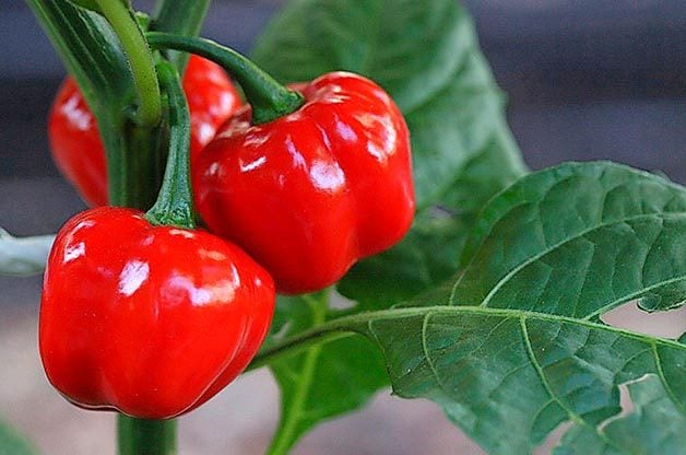 10 Best Peppers to Grow in Your Veggie Garden