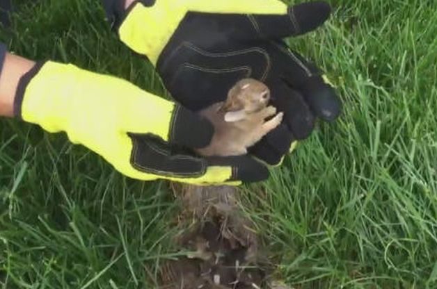 Watch for Rabbit Nests in Your Lawn | Backyard Wildlife