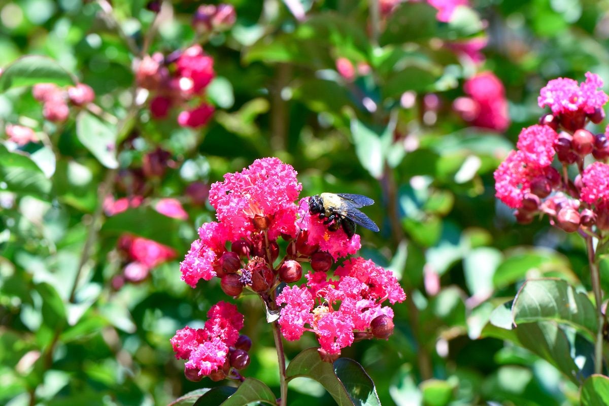 How to Prune and Care for a Crape Myrtle