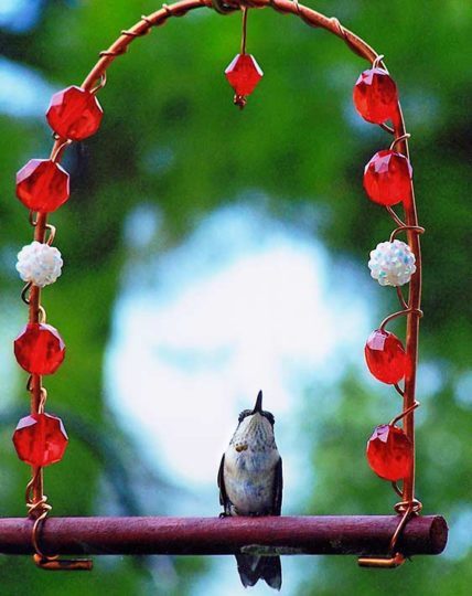 21 Stunning Hummingbird Photos You Need to See - Birds and Blooms