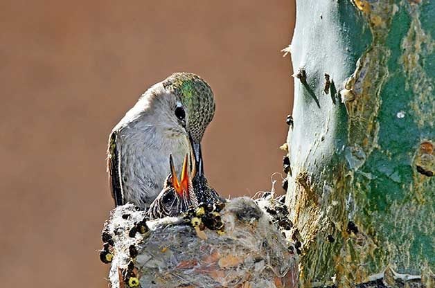 This Birder Found a Hummingbird Nest and What She Did Next Will Warm Your Heart