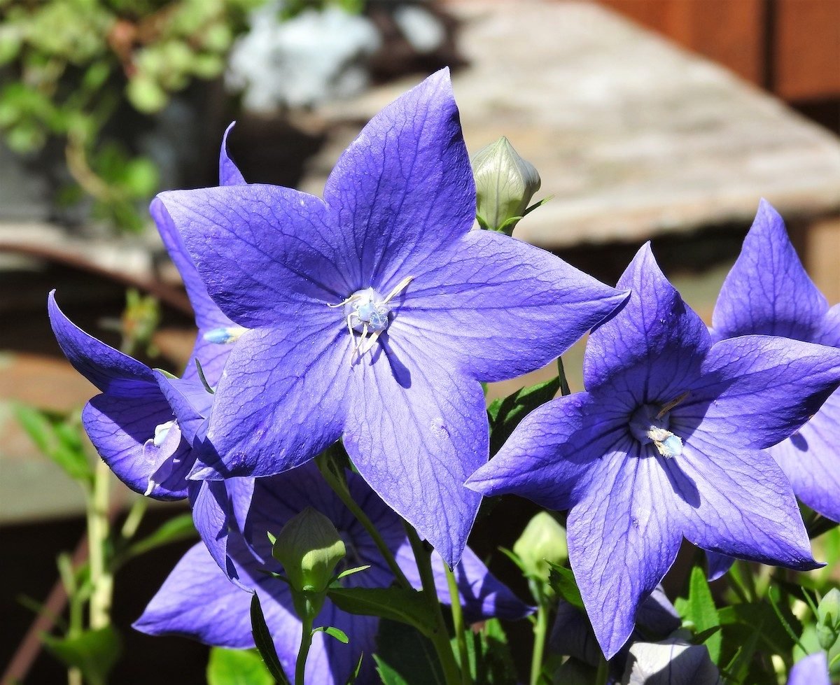 Balloon Flower Care and Growing Tips