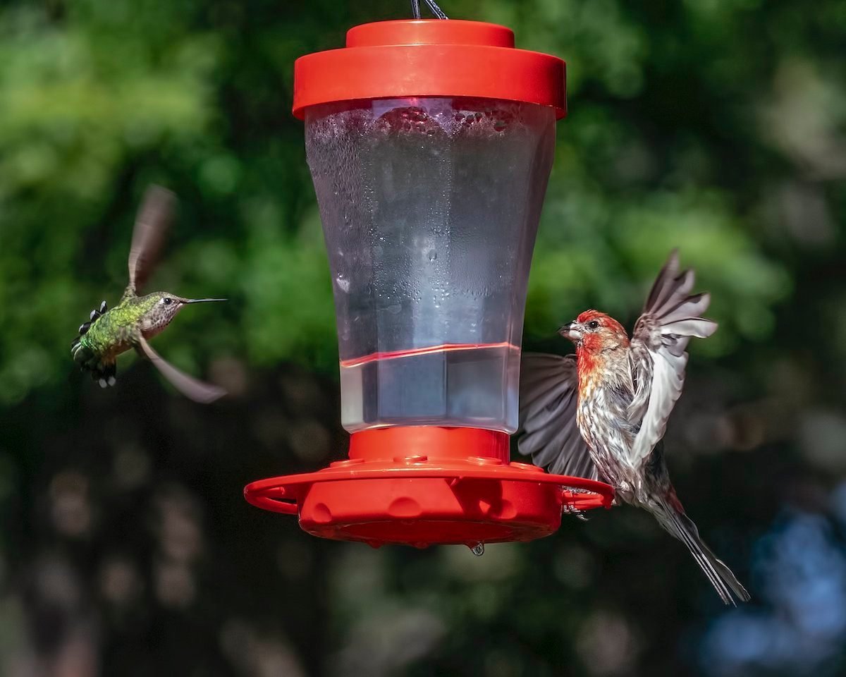 House finch at hummingbird feeder