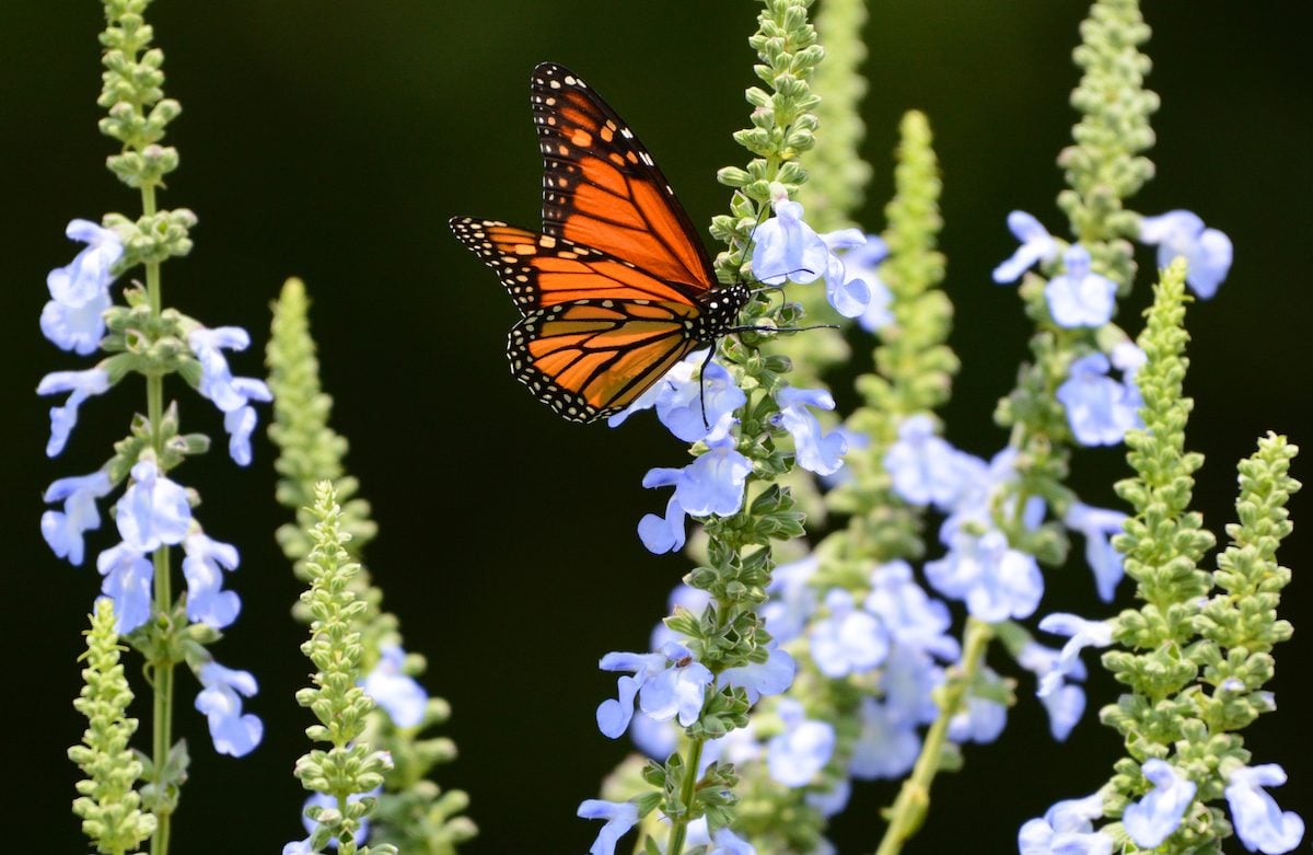 8 Super Fragrant Flowers That Pollinators Love
