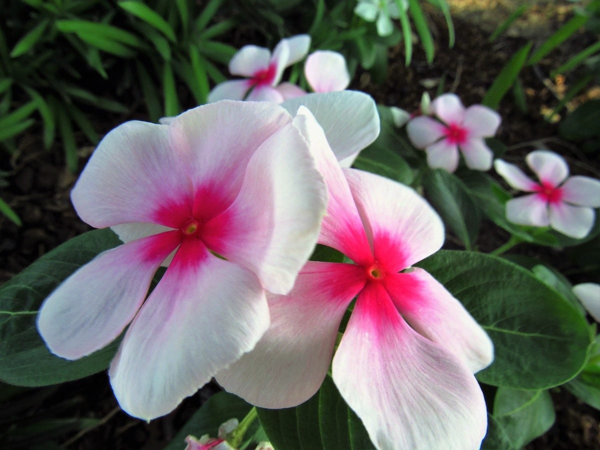 Add Annual Vinca Flower to Gardens and Containers