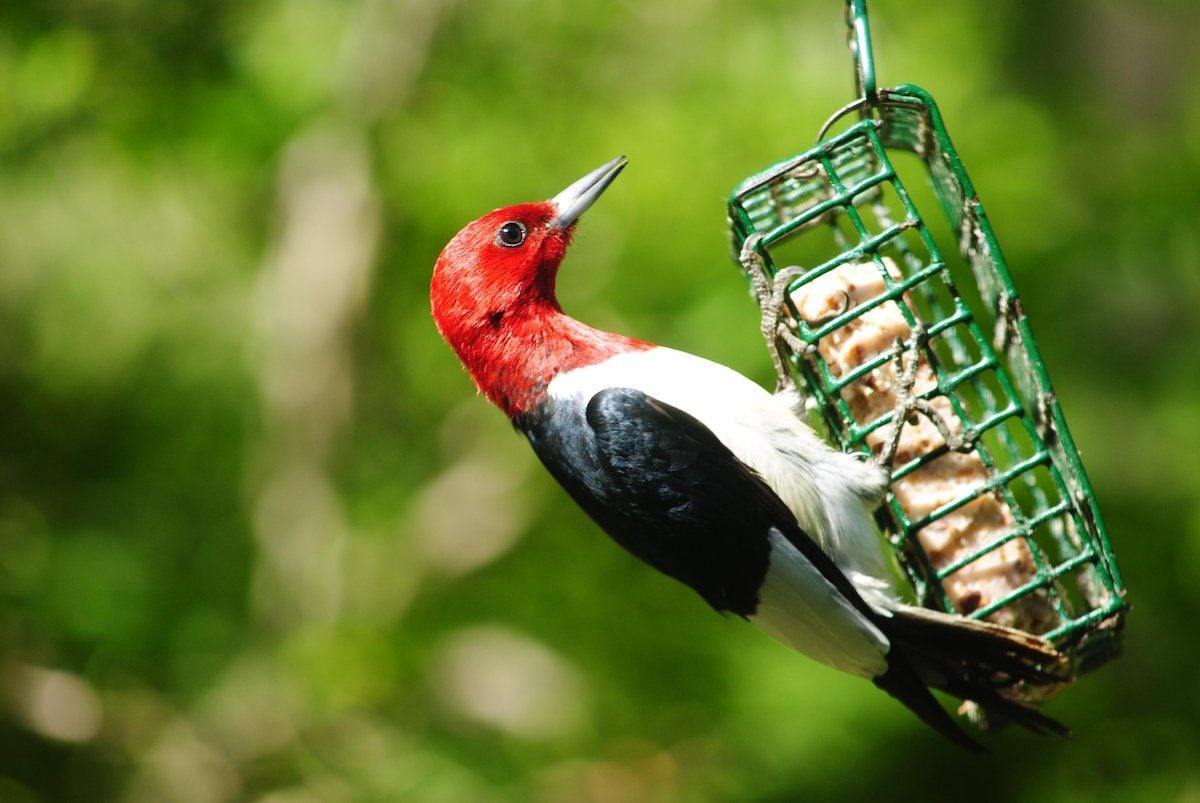 The Essential Guide to Rendering Suet for Birds