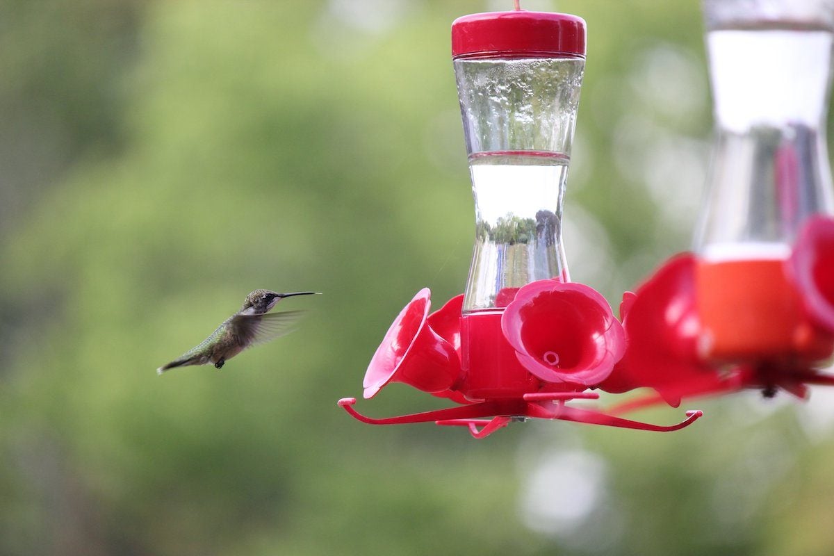 Keep Feeders Up for Late Migrating Fall Hummingbirds