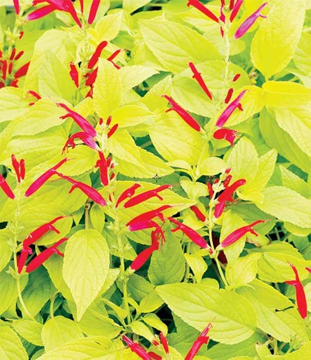 Top 10 Gold Plants For Your Garden Birds And Blooms