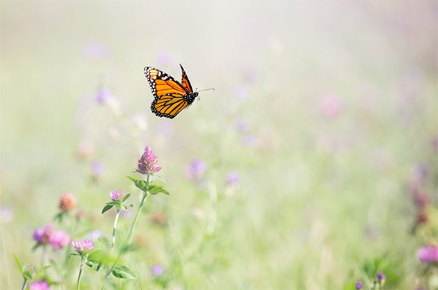 6 Cool Facts About Butterfly Houses - Birds and Blooms