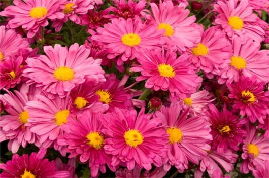 Top 10 Fall Flowers for a Perennial Garden - Birds and Blooms