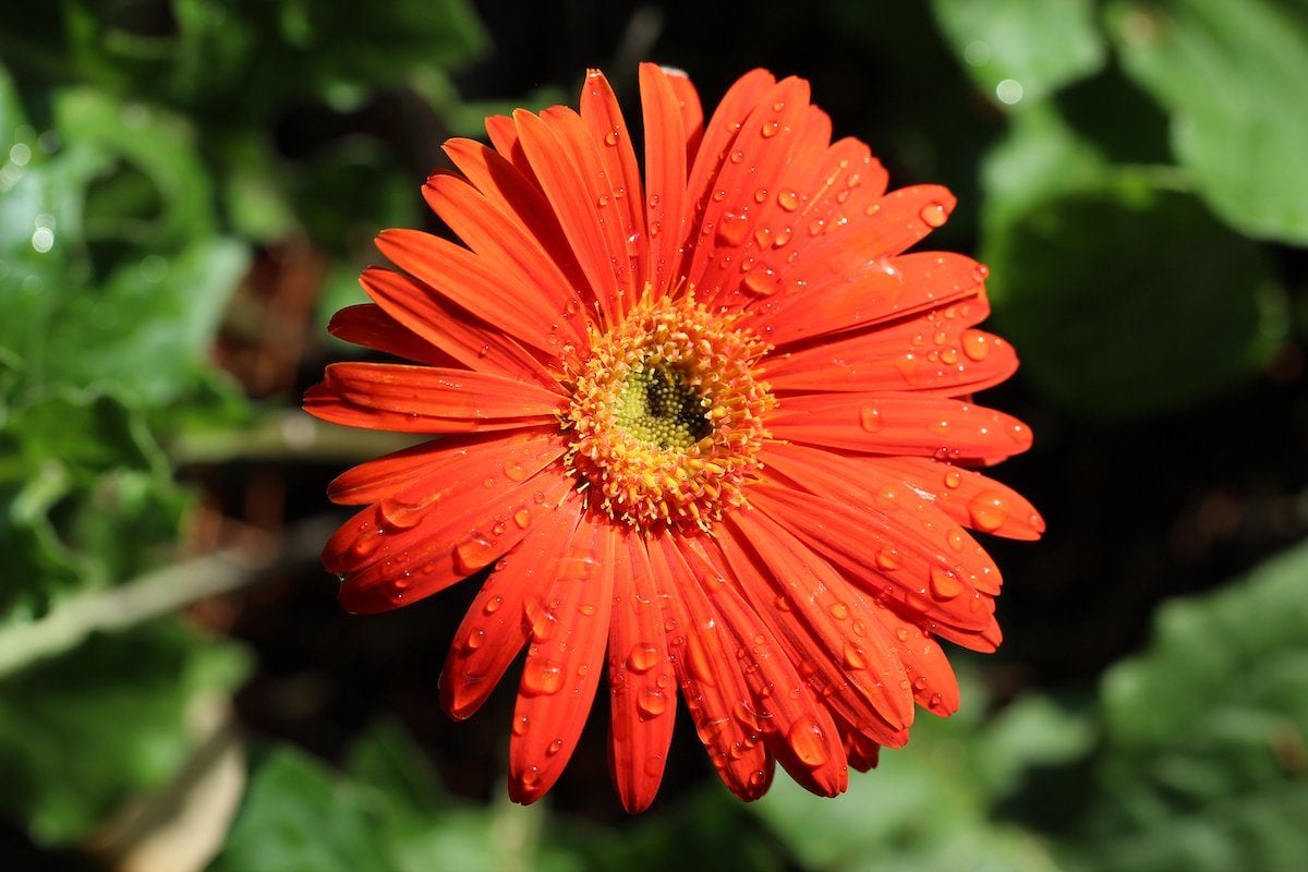 How to Grow Gerbera Daisies in Pots Birds and Blooms