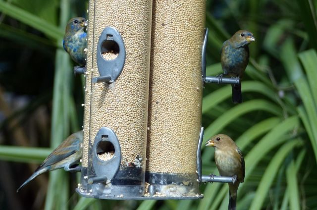 True Colors: Decoding Bird Plumage - Birds and Blooms