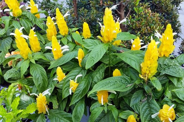 Golden Shrimp Plant Indoors and Out