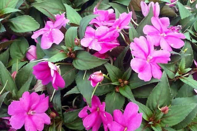 Grow New Guinea Impatiens for Color in Shade