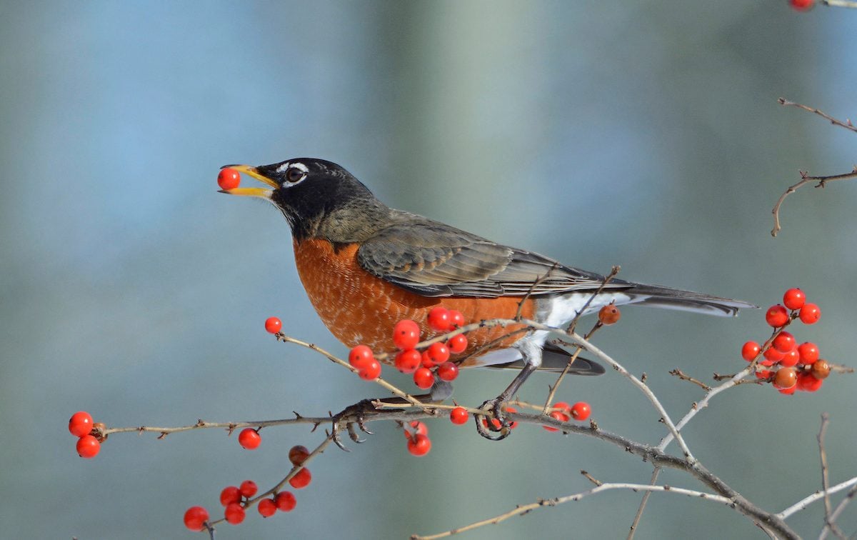 What's the Difference: European Robin vs American Robin