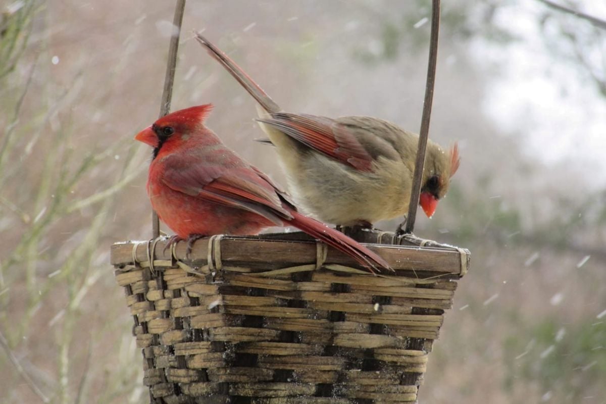 Do Northern Cardinals Mate for Life?