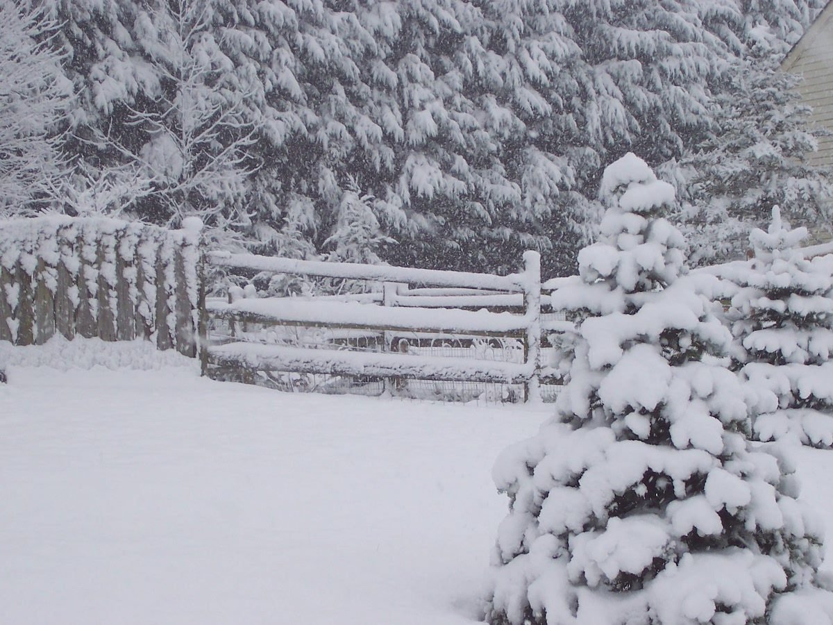 Ask the Experts: Winter Shrub Covers and Protection