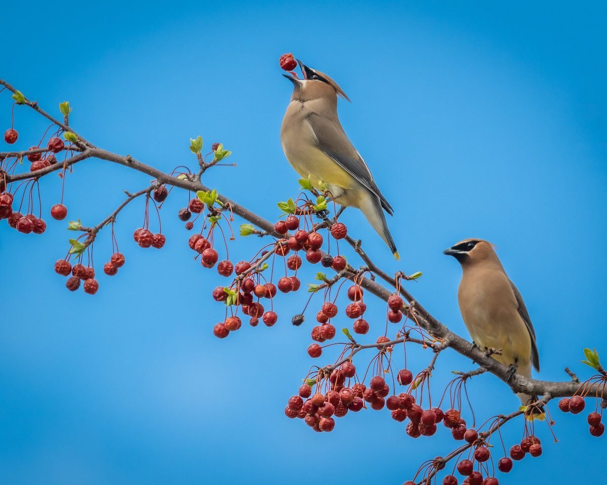 What Do Cedar Waxwings Eat and How to Attract Them