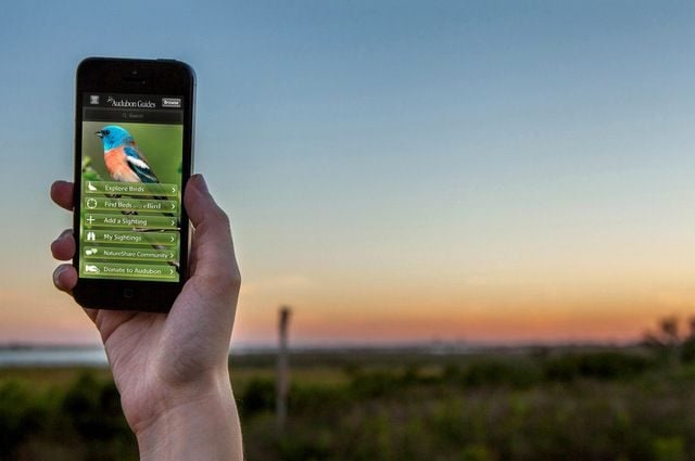 5 Birding Apps to Give Your Skills a Boost