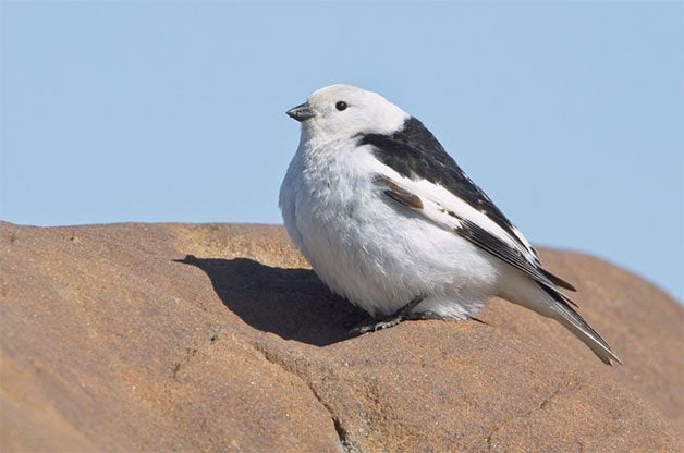 6 Surprising Facts About Arctic Birds