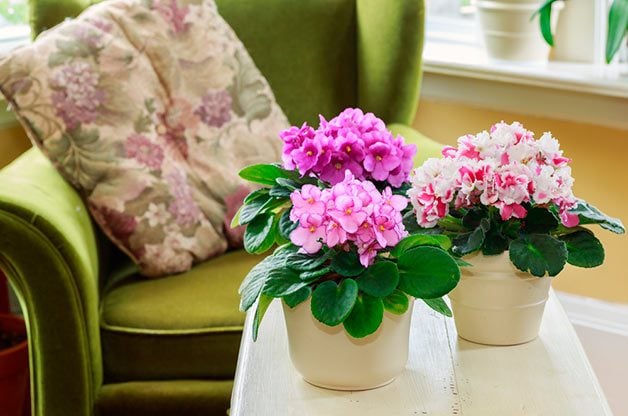 Top 10 Blooming Houseplants to Grow Indoors