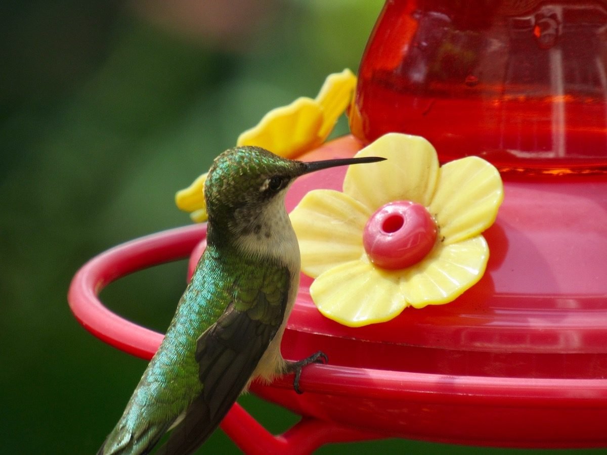 How to Feed and Attract Birds All Year Long