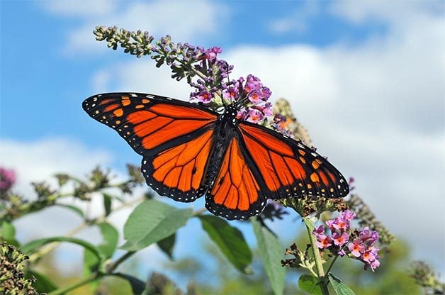 5 Basic Butterfly Behaviors to Know