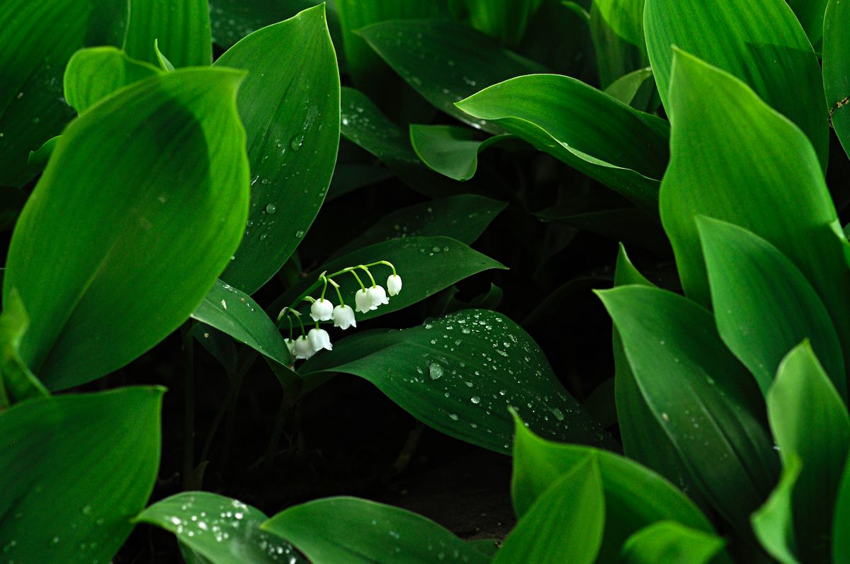 Nest, Lily of the Valley